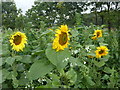 SE7907 : In amongst the sunflowers by Graham Hogg
