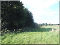 Field by The Street, Haultwick