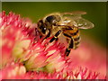 Bee on a Sedum inflorescence