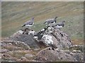 NJ0405 : A trio of ptarmigan south of the Barns of Bynack by Graham Robson