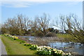 Daffodils along the canal