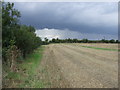 Stubble field and hedgerow, Mendlesham Green