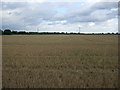 Stubble field near Mendlesham Green