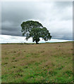 NZ0794 : Tree near Coldrife by Stephen Richards