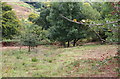 Pasture cleared of bracken, Silent Valley Local Nature Reserve