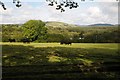 Cattle in a field near Cwm Bargeod