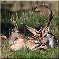 SP2656 : Fallow deer at Charlecote Park by David P Howard