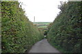 SS2415 : Lane down to Lopthorne by J.Hannan-Briggs