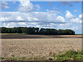 Ploughed fields and a belt of trees