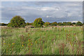 Scrubland, Upper Halliford