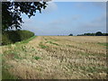 Stubble field and hedgerow