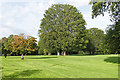 Beech clump, Upper Halliford Park