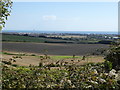 Looking southwards across fields from Charmandean Lane