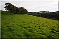 The remains of a hedgerow