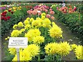 Dahlia beds, Heddon Nurseries