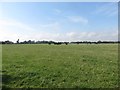 Cattle grazing at North Togston