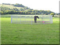 Corralled horse, view to Beacon Hill