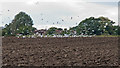 Birds settle on recently tilled field, Galleywood