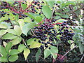 Elderberries by the Ridgeway