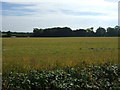 Farmland near Westhorpe