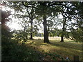 Sunlight and shadow; sheep, trees and pasture