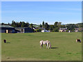 Horse paddock at Tore