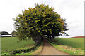 Tree-lined path