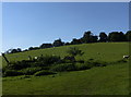 View from Agester Lane, Denton