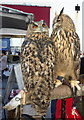 A pair of Eurasian eagle owls in Folkestone