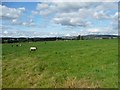 NY5027 : Sheep pasture between Tirril and Yanwath by Christine Johnstone
