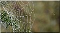 J4371 : Spider's web, Comber Greenway (October 2015) by Albert Bridge