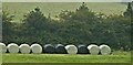 Bales near Dundonald (October 2015)