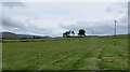 Field near Hallhill