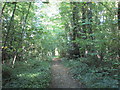 Bridleway through Ivy Lodge Plantation