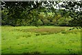 Meadow in the Cothi valley