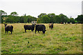 SP0326 : Cows by the Windrush Way by Bill Boaden