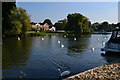 Swans on the Thames near Staines