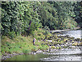 Angler on the River Tweed