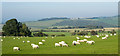 Sheep in field near road junction