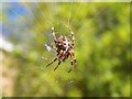 Common Garden Spider