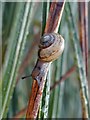 Slimy garden visitor