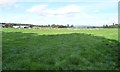 Sheep pasture south of Barton Hall Farm