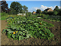 Pumpkins in the allotments