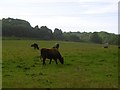 Cattle, Pilmuir