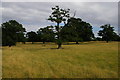 Ickworth Park: looking east from the monument to the Earl-Bishop