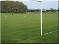 Gull and dog join in football practice