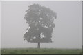 SO8844 : Tree in mist, Croome Park by Philip Halling