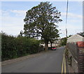 Dominant tree, Llanover Road,  Blaenavon