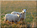 Sheep north-east of Wheaton Aston, Staffordshire