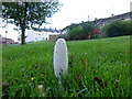 Ink cap fungus, Omagh